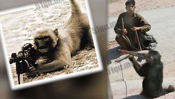 塔利班训练猴子做恐怖分子