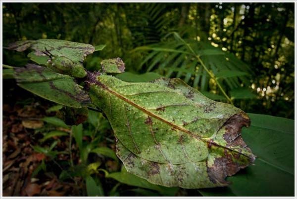 叶虫（Phyllium giganteum）