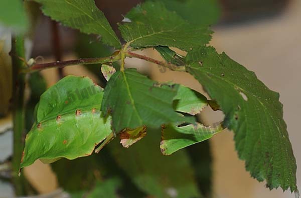 有趣的叶虫（Phyllium giganteum）伪装