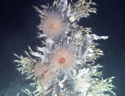 造型特殊的海葵