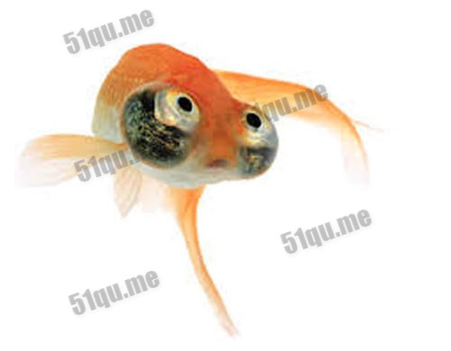 朝天眼金鱼（Celestial Eye Goldfish）