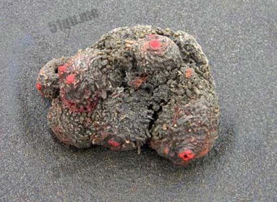 Pyura chilensis