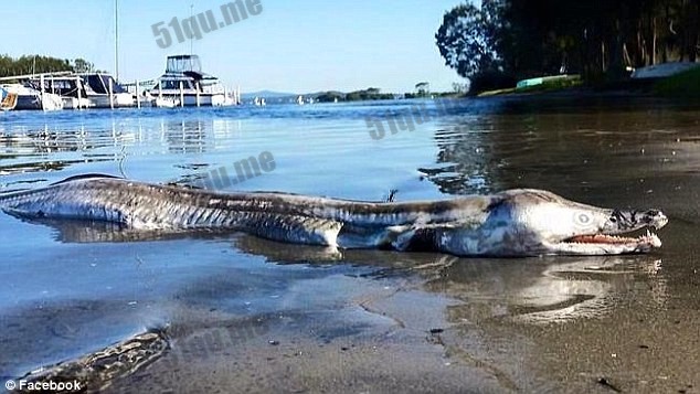 澳洲出现诡异“海怪”海豚头加鳄鱼身　