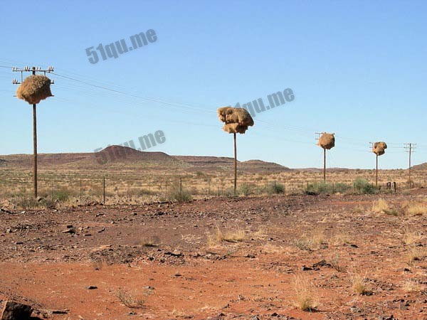 卡拉哈里沙漠神秘窝巢