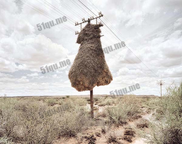 卡拉哈里沙漠神秘窝巢