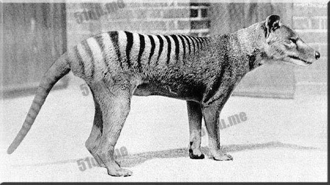 塔斯马尼亚虎（tasmanian tiger）