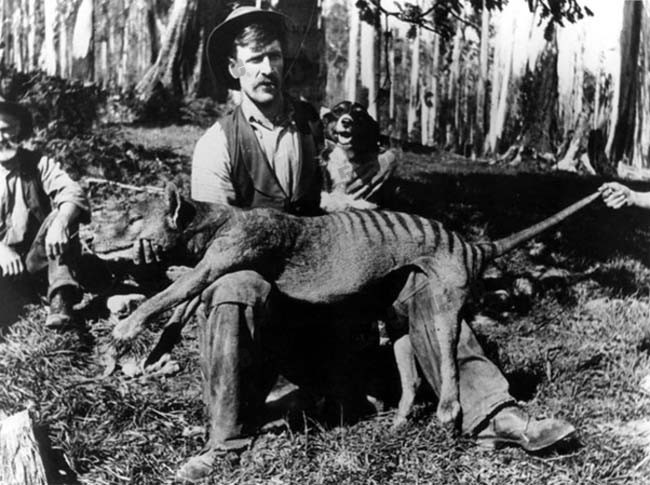 塔斯马尼亚虎（tasmanian tiger）