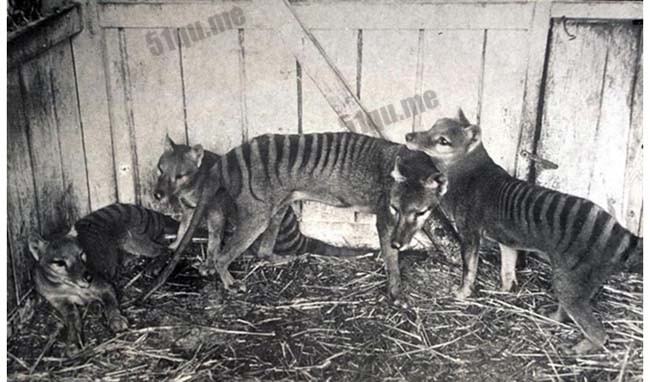 塔斯马尼亚虎（tasmanian tiger）