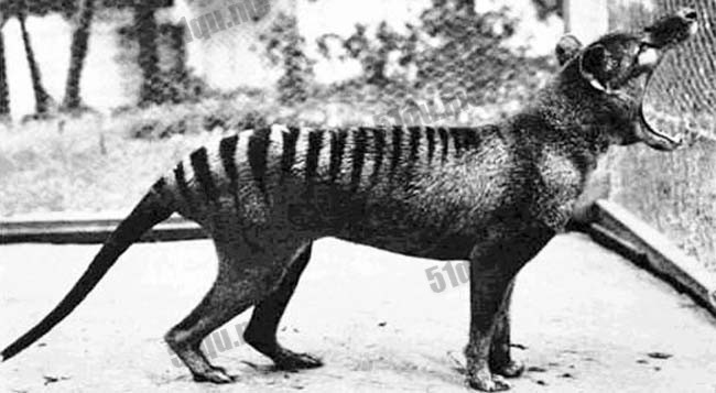 塔斯马尼亚虎（tasmanian tiger）