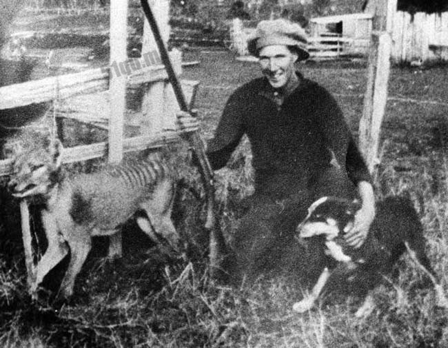 塔斯马尼亚虎（tasmanian tiger）