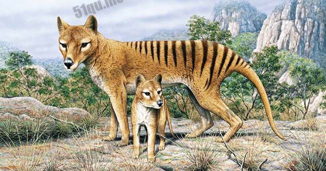 塔斯马尼亚虎（tasmanian tiger）