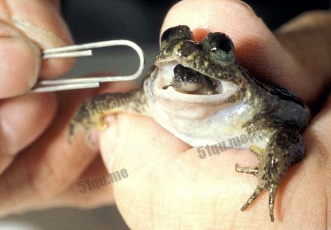 南方胃育蛙（the southern gastric-brooding frog）