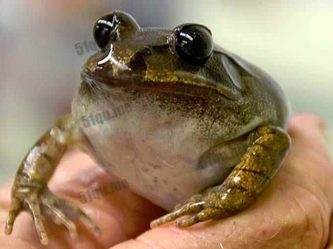 南方胃育蛙（the southern gastric-brooding frog）