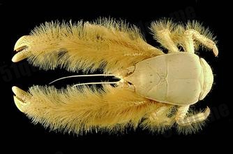 世界上最罕见的螃蟹 钳子长满长长绒毛